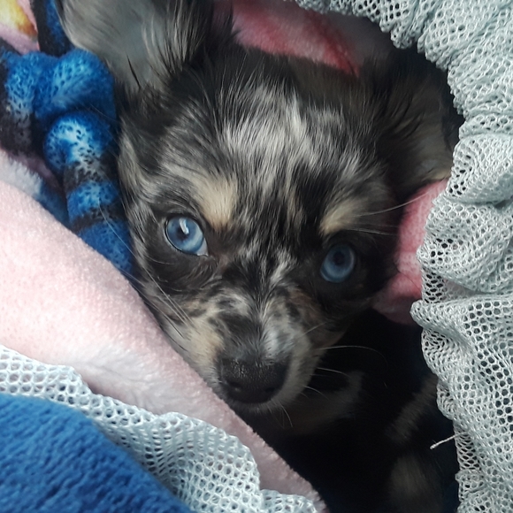 Gracie - Picture 4 of 4